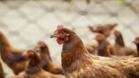 Cara Mengusir Gurem Pada Hewan Ayam Peliharaan