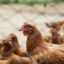 Cara Mengusir Gurem Pada Hewan Ayam Peliharaan